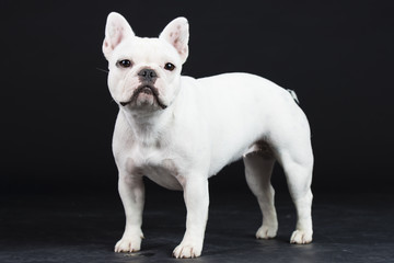 Französosche Bulldogge Studio weiß