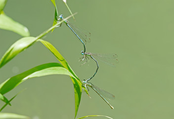 dragon-flys sits on a tree