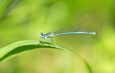 dragon-fly sits on a tree