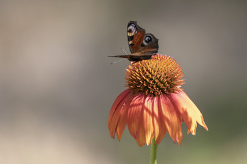 Schmetterling auf orangener blüte