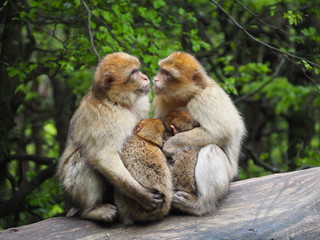 cute monkey family with babies in a tree