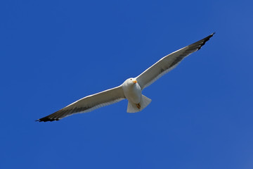 Fototapeta na wymiar Larus heuglini. Seagull gracefully flies in the sky of Siberia