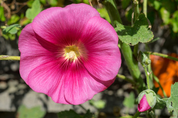 Fleur de rose trémière (Alcea rosea)