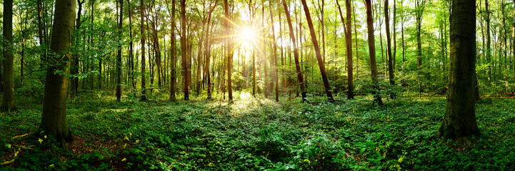 Fototapeta na wymiar Beautiful forest panorama in Summer with bright sun shining through the trees