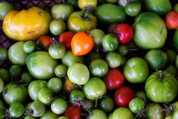 
Tomatoes. Red ripe tomatoes and green immature tomatoes close-up. Background of green tomatoes with red tomatoes. Red and green tomatoes.