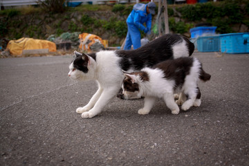 猫島の野良猫たちの生活