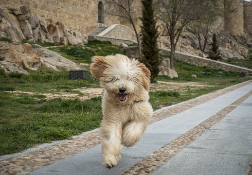 Perro Labradoodle Corriendo Feliz