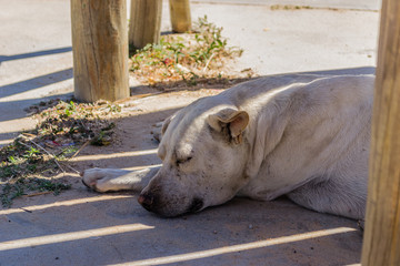 Paz