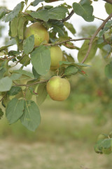 Apple quince on tree
