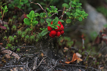bilberry berries, covered with morning dew