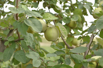 Apple quince on tree