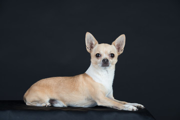 Hund Studio Süß Freisteller Chihuaua