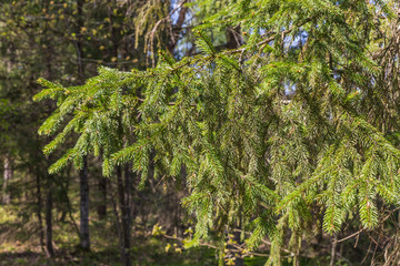 fir branch selective focus