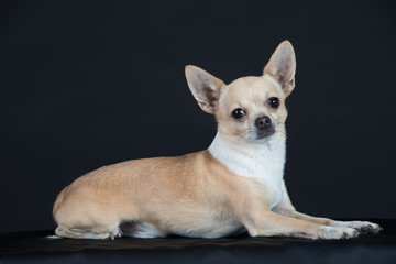 Hund Studio Süß Freisteller Chihuaua