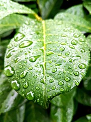 Raindrops on a leaf