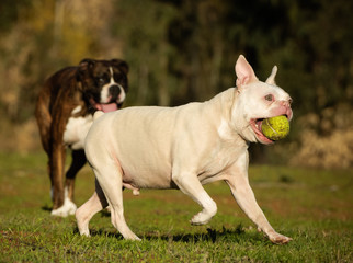 White albino French Bulldog outdoor portrait carrying ball with brindle dog in the background