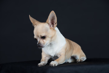 Obraz premium Hund Studio Süß Freisteller Chihuaua