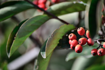 red fruits on green tree