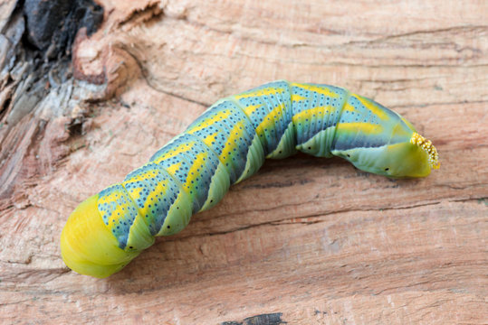 Acherontia Atropos
