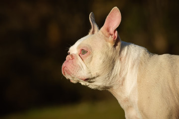 White albino French Bulldog outdoor portrait