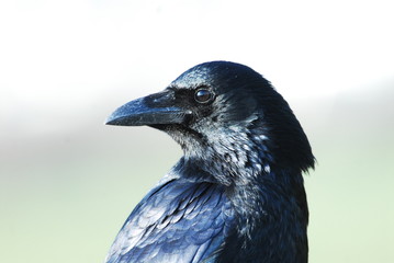 Close up of a crow
