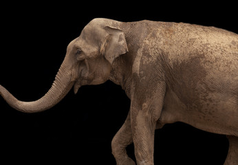 African Elephant isolated on black background