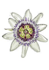 Passiflora