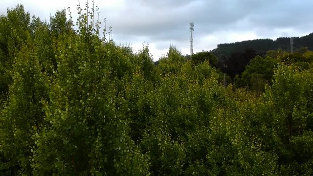 Green leaves and grass from drone