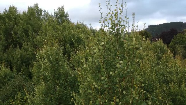 Green leaves and grass from drone