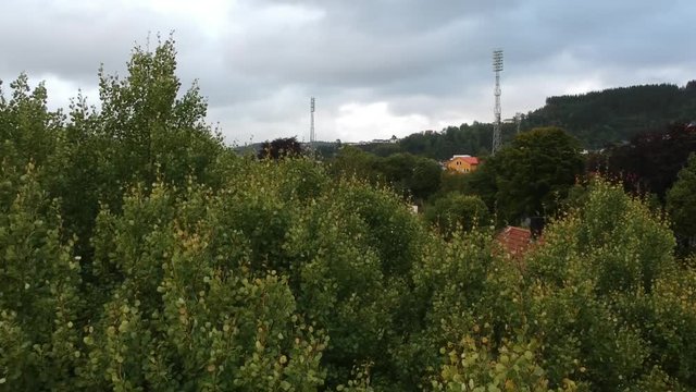 Green leaves and grass from drone