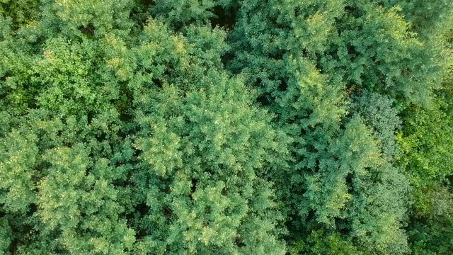 Green leaves and grass from drone