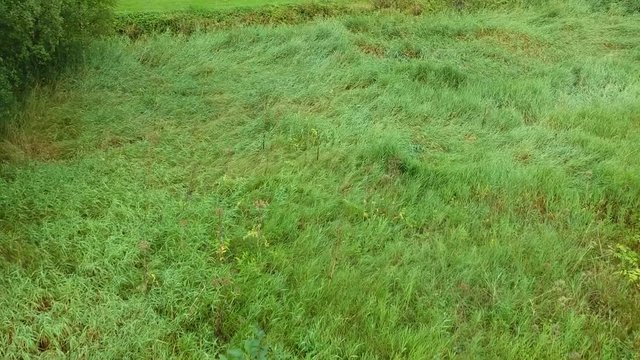 Green leaves and grass from drone