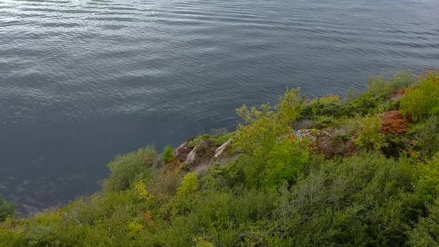 Green leaves and grass from drone