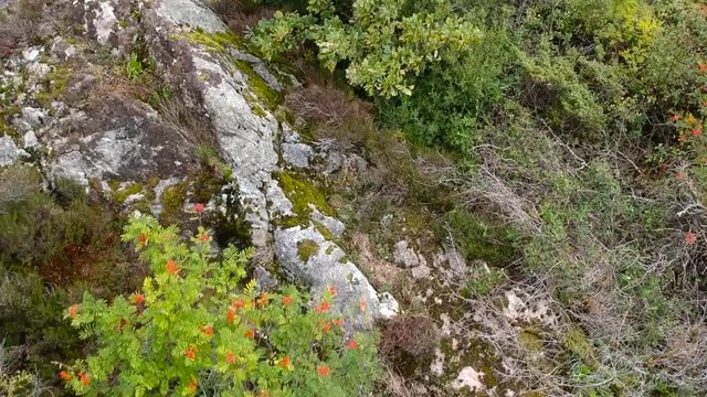 Green leaves and grass from drone