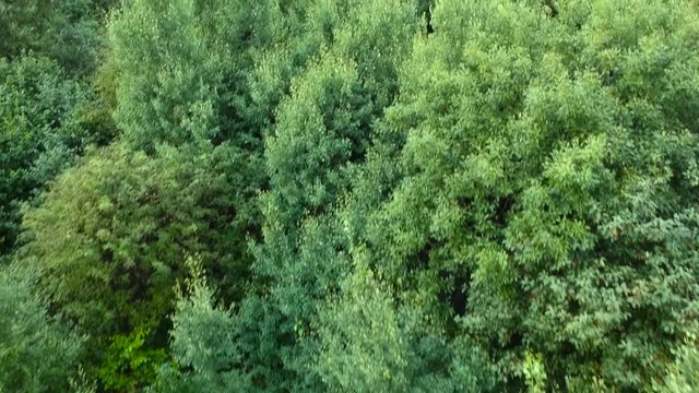 Green leaves and grass from drone