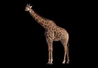 Giraffe Isolated on black background