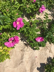 summer, flowers, garden, sand, seaside