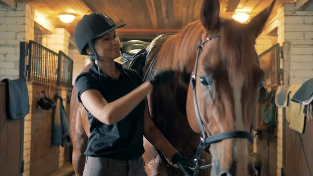 One horsewoman takes care of a horse, close up.