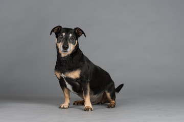 Hund Studio Süß Freisteller