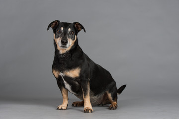 Hund Studio S&uuml;&szlig; Freisteller