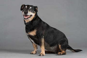 Hund Studio Süß Freisteller