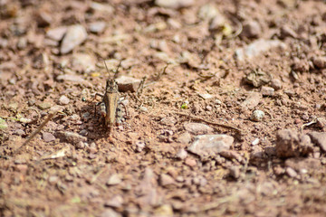 cricket on brown ground background