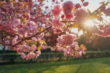 Cherry tree blossom in sunlight