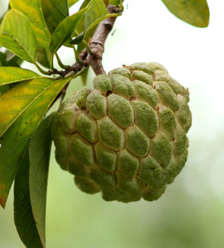 custard apple fruit