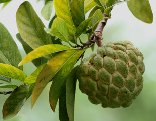 custard apple fruit