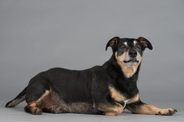 Hund Studio Süß Freisteller