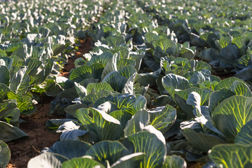 Ripened cabbage on the field on a summer sunny day in western Germany. Leaves cabbage highlighted by the sun.