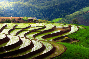 beautiful landscape view of rice terraces and house at chiang mai , Thailand. The village is in a valley among the rice terraces. Terraced Paddy Field in Mae-Jam Village chiang mai , Thailand.