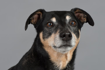 Hund Studio S&uuml;&szlig; Freisteller