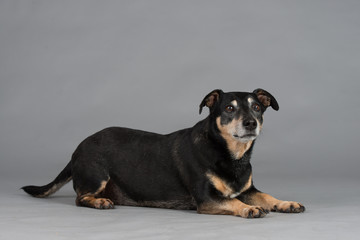 Hund Studio S&uuml;&szlig; Freisteller